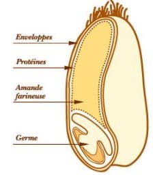 Anatomie d'un grain de blé.